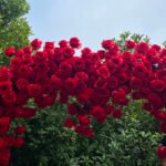 FA007 Red roses flower arch 6ft 7ft 8ft - Image 3
