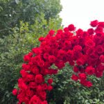 FA007 Red roses flower arch 6ft 7ft 8ft - Image 4