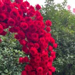 FA007 Red roses flower arch 6ft 7ft 8ft - Image 2