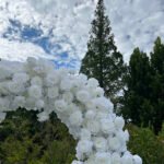 FA011 White roses flower arch 6ft 7ft 8ft - Image 3