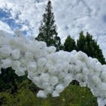 FA011 White roses flower arch 6ft 7ft 8ft - Image 2