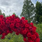 FA012 Red roses flower arch 6ft 7ft 8ft - Image 2