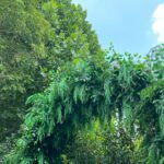 FA022 Plants arch double sided 6ft 7ft 8ft - Image 4