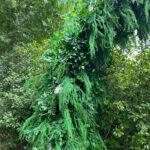 FA022 Plants arch double sided 6ft 7ft 8ft - Image 2