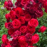 FA038 Red roses flower arch 6ft 7ft 8ft - Image 3