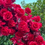 FA038 Red roses flower arch 6ft 7ft 8ft - Image 2