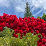 FA039 Red roses flower arch 6ft 7ft 8ft - Image 3