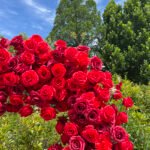 FA039 Red roses flower arch 6ft 7ft 8ft - Image 2