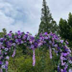 FA042 Purple roses flower arch 6ft 7ft 8ft - Image 3