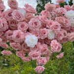 FA043 Pink roses flower arch 6ft 7ft 8ft - Image 2