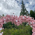 FA043 Pink roses flower arch 6ft 7ft 8ft - Image 4