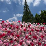 FW004 pink roses flower wall backdrop 8x8ft cloth fabric backup - Image 3