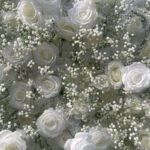 FW013 White rose and gyp flower wall backdrop 8x8ft cloth fabric backup - Image 5