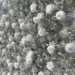 FW013 White rose and gyp flower wall backdrop 8x8ft cloth fabric backup - Image 2