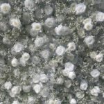 FW013 White rose and gyp flower wall backdrop 8x8ft cloth fabric backup - Image 3