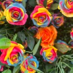 FW016 Colorful roses with leaves flower wall backdrop 8x8ft cloth fabric backup - Image 2