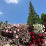 FW017 Colorful roses with gyp flower wall backdrop 8x8ft cloth fabric backup - Image 6