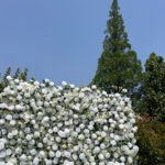 FW018 White roses with leaves flower wall backdrop 8x8ft cloth fabric backup - Image 7