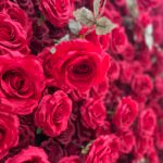 FW020 Red roses with gray leaves flower wall backdrop 8x8ft cloth fabric backup - Image 2