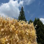 FW026 Yellow plants flower wall backdrop 8x8ft cloth fabric backup - Image 5