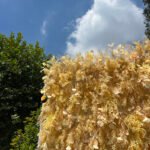 FW026 Yellow plants flower wall backdrop 8x8ft cloth fabric backup - Image 6