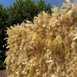 FW026 Yellow plants flower wall backdrop 8x8ft cloth fabric backup - Image 2