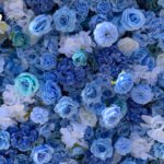 FW029 Sky blue roses flower wall backdrop 8x8ft cloth fabric backup - Image 3