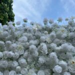 FW035 White roses flower wall backdrop 8x8ft cloth fabric backup - Image 5