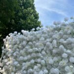 FW035 White roses flower wall backdrop 8x8ft cloth fabric backup - Image 6