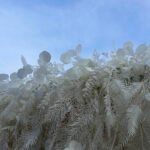 FW036 White plants pampas flower wall backdrop 8x8ft cloth fabric backup - Image 6