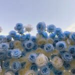 FW038 Sky blue and white roses flower wall backdrop 8x8ft cloth fabric backup - Image 4