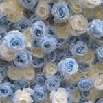 FW038 Sky blue and white roses flower wall backdrop 8x8ft cloth fabric backup - Image 3