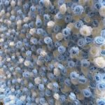 FW038 Sky blue and white roses flower wall backdrop 8x8ft cloth fabric backup - Image 2