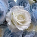 FW038 Sky blue and white roses flower wall backdrop 8x8ft cloth fabric backup - Image 7