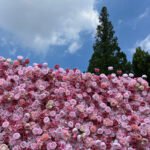 FW041 Pink rose flower wall backdrop 8x8ft cloth fabric backup - Image 8