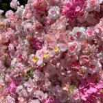 FW044 Pink roses flower wall backdrop 8x8ft cloth fabric backup - Image 2