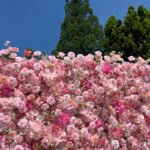 FW044 Pink roses flower wall backdrop 8x8ft cloth fabric backup - Image 7