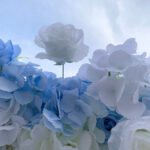 FW067 Blue white roses flower wall backdrop 8x8ft cloth fabric backup - Image 5