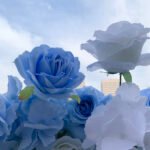 FW067 Blue white roses flower wall backdrop 8x8ft cloth fabric backup - Image 4