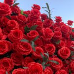 FW075 Red roses flower wall backdrop 8x8ft cloth fabric backup - Image 2