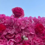 FW076 Pink and white ombre flower wall backdrop 8x8ft cloth fabric backup - Image 4