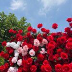 FW080 Red roses ombre flower wall backdrop 8x8ft cloth fabric backup - Image 2