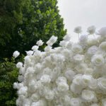 FW081 White roses flower wall backdrop 8x8ft cloth fabric backup - Image 2