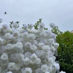 FW081 White roses flower wall backdrop 8x8ft cloth fabric backup - Image 3