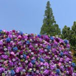 FW082 Purple roses flower wall backdrop 8x8ft cloth fabric backup - Image 6