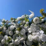 FW085 White roses with leaves flower wall backdrop 8x8ft cloth fabric backup - Image 4