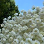 FW086 Big white roses flower wall backdrop 8x8ft cloth fabric backup - Image 2