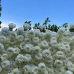 FW086 Big white roses flower wall backdrop 8x8ft cloth fabric backup - Image 3