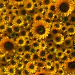 FW090 Sunflowers flower wall backdrop 4x8ft cloth fabric backup - Image 2