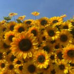 FW090 Sunflowers flower wall backdrop 4x8ft cloth fabric backup - Image 5